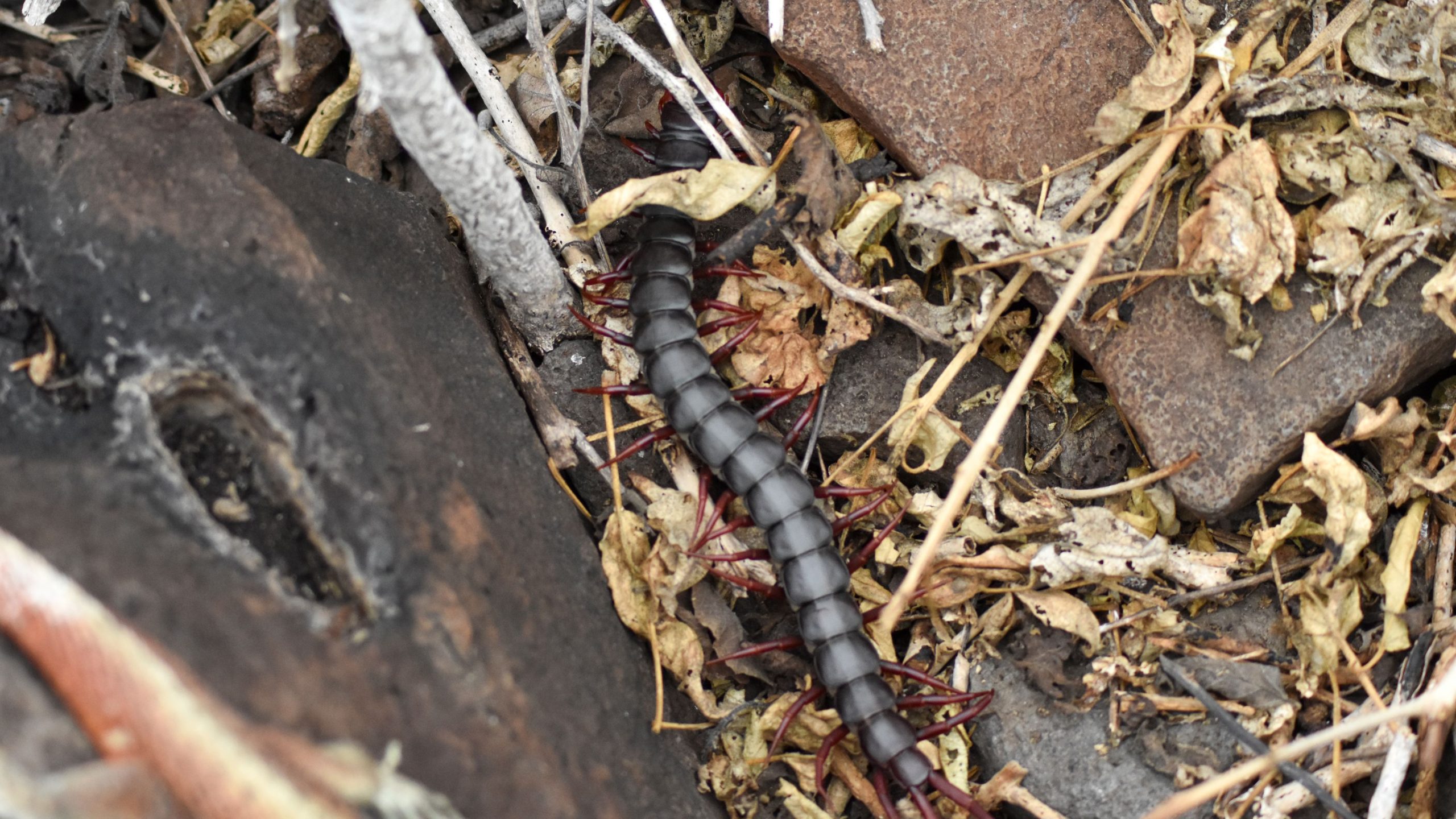 Giant centipede in the Galapagos