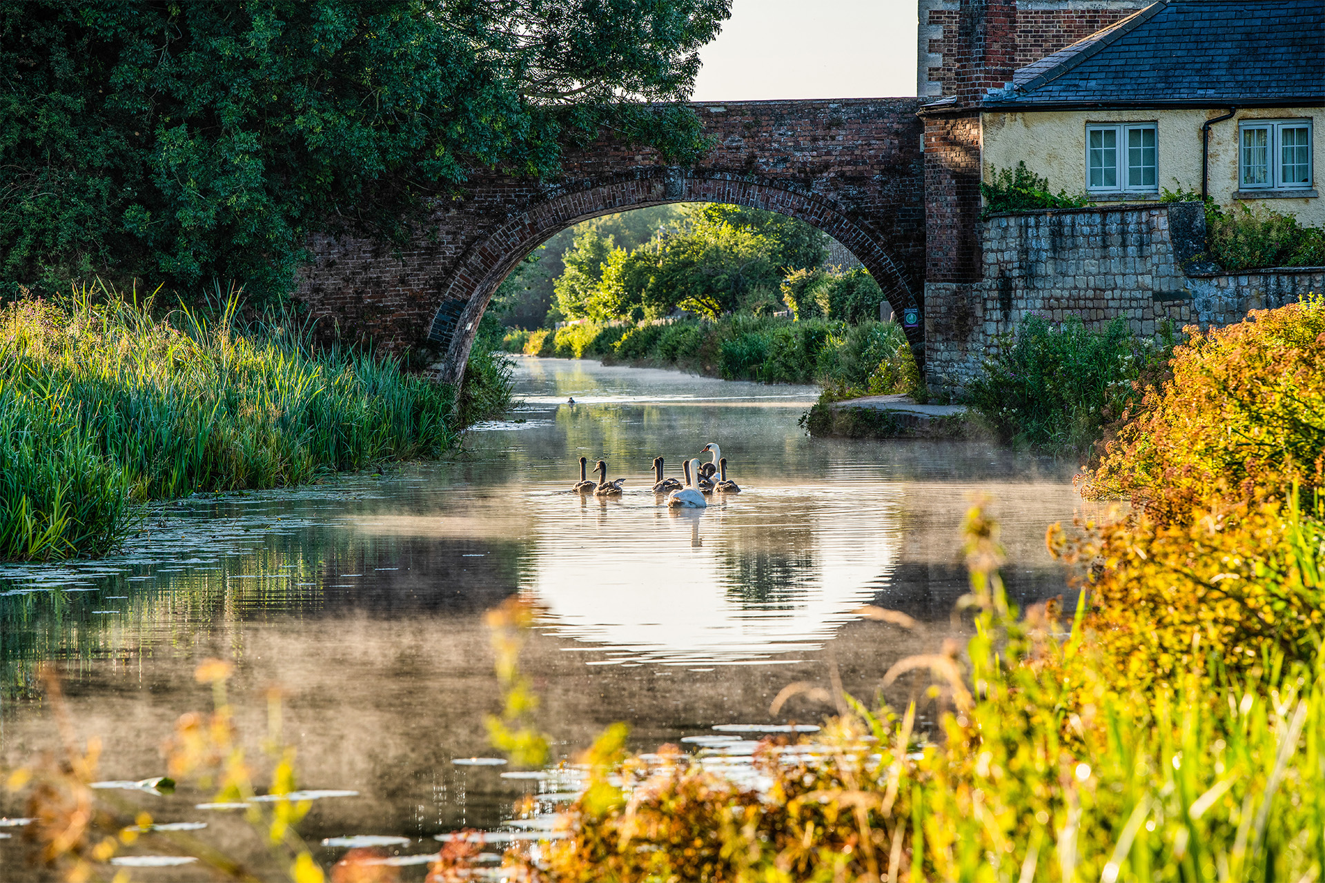 The swans at The Ocean, Stonehouse, Gloucestershire