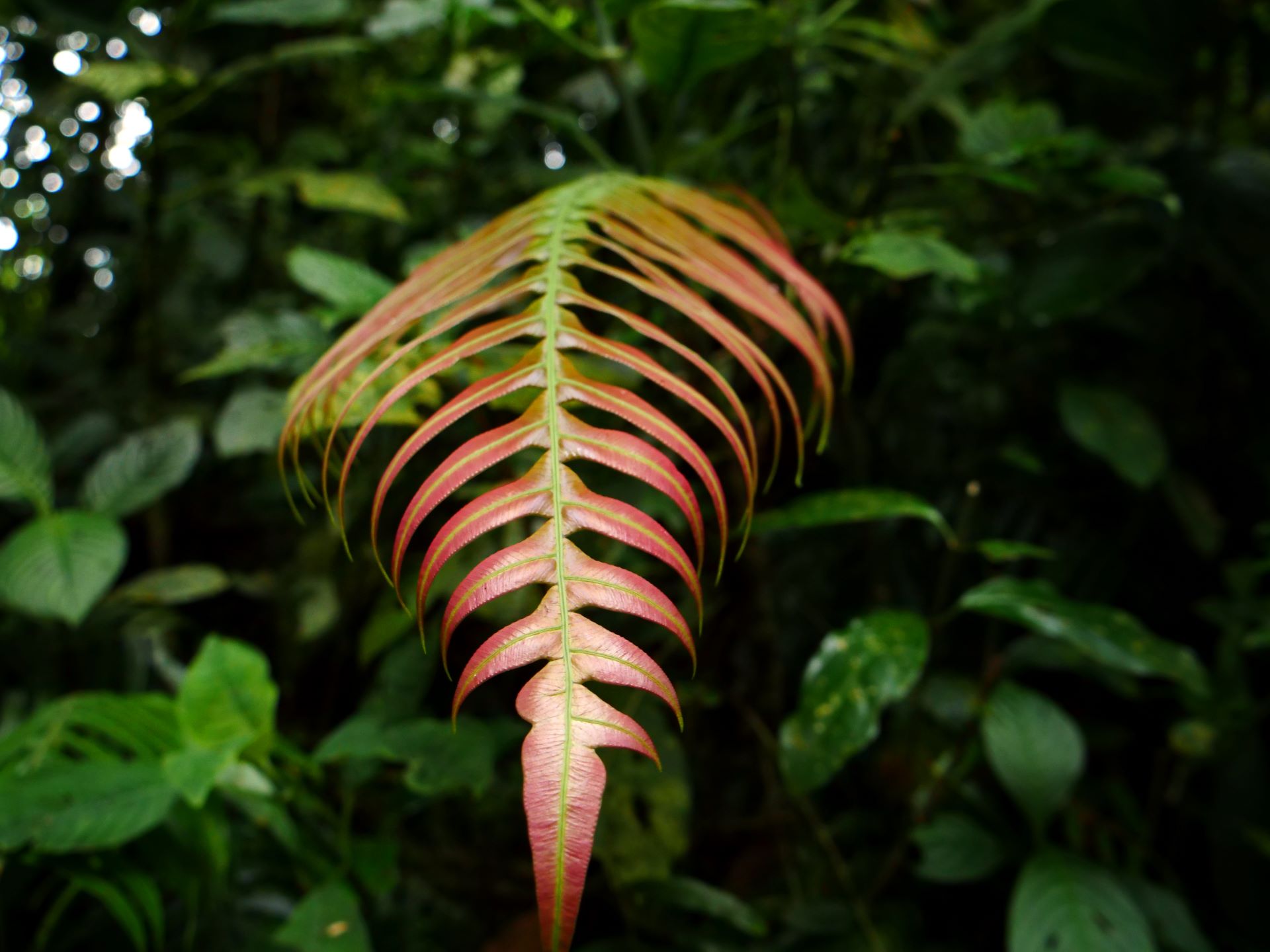 Colorful leaf in the Costa Rica Cloud forest