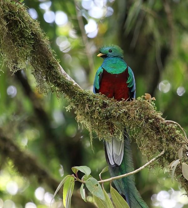 Resplendent quetzal