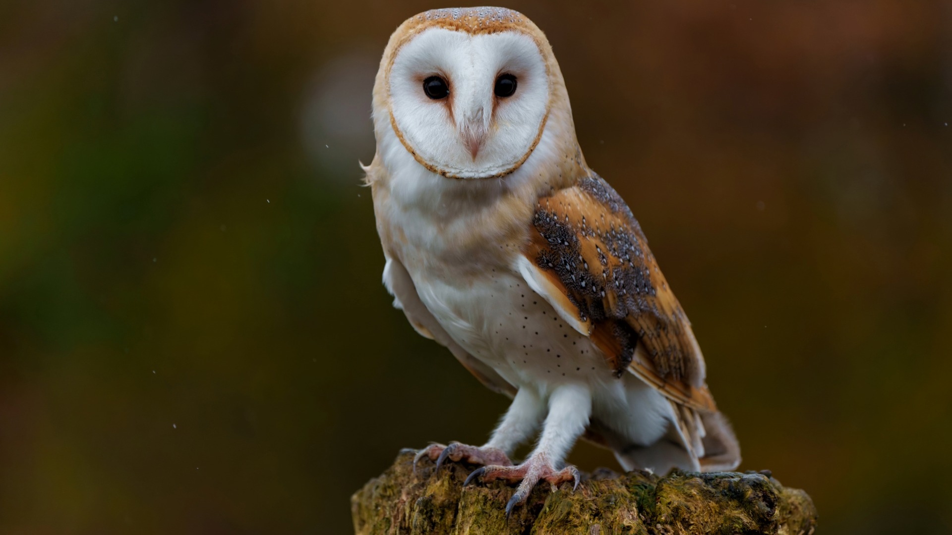 Barn owl