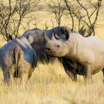 Nat Hab in Namibia: Rhino Tracking & Conservation