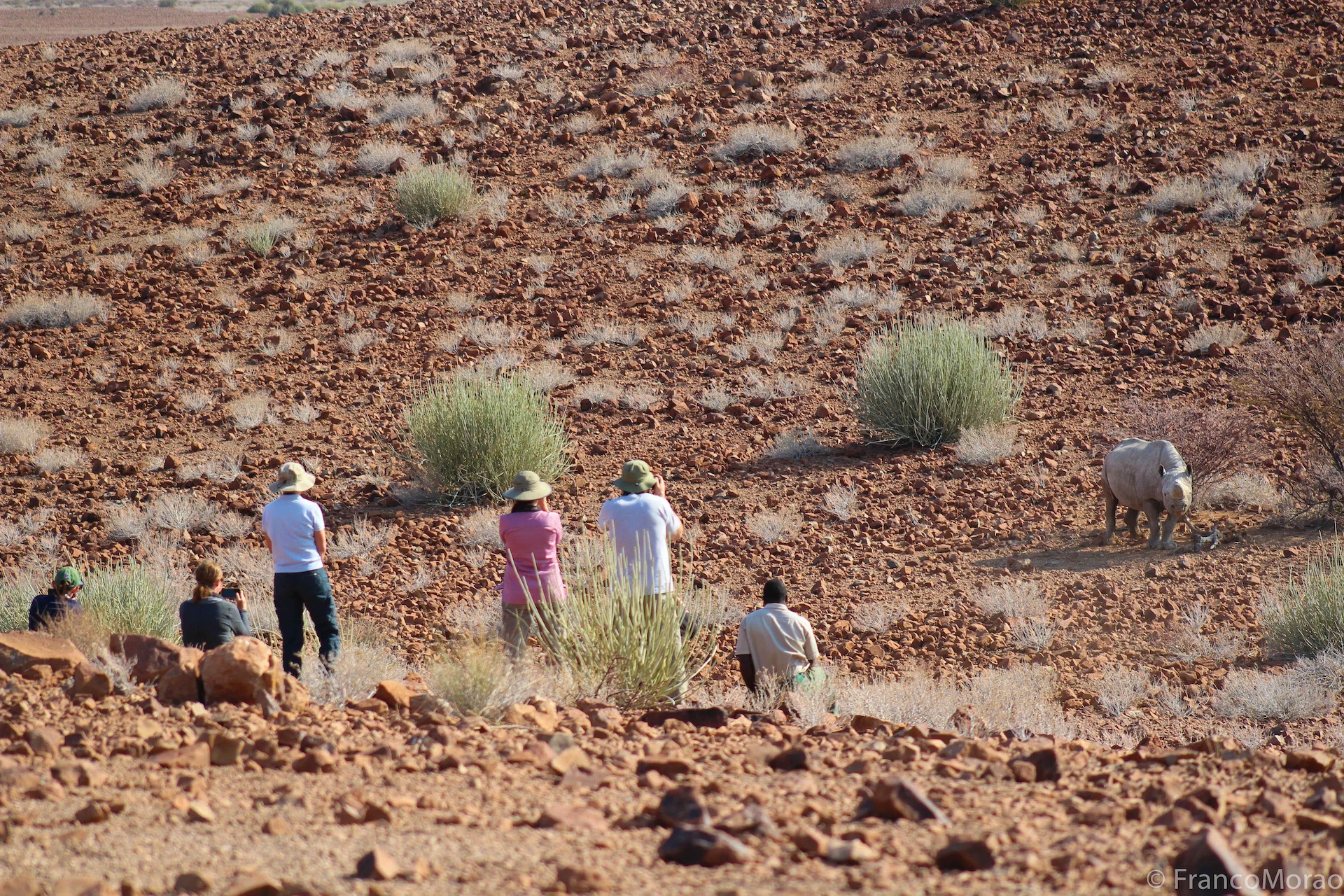 Rhino tracking in Namibia. 