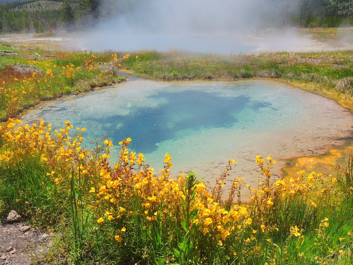 Colorful pinto spring and gem pool and yellow wildflowers in summer in the cascade group of the upper geyser basin, yellowstone national park, wyoming