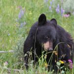 Yellowstone & the Grand Tetons: Wildlife, Wildflowers & Hidden Wonders
